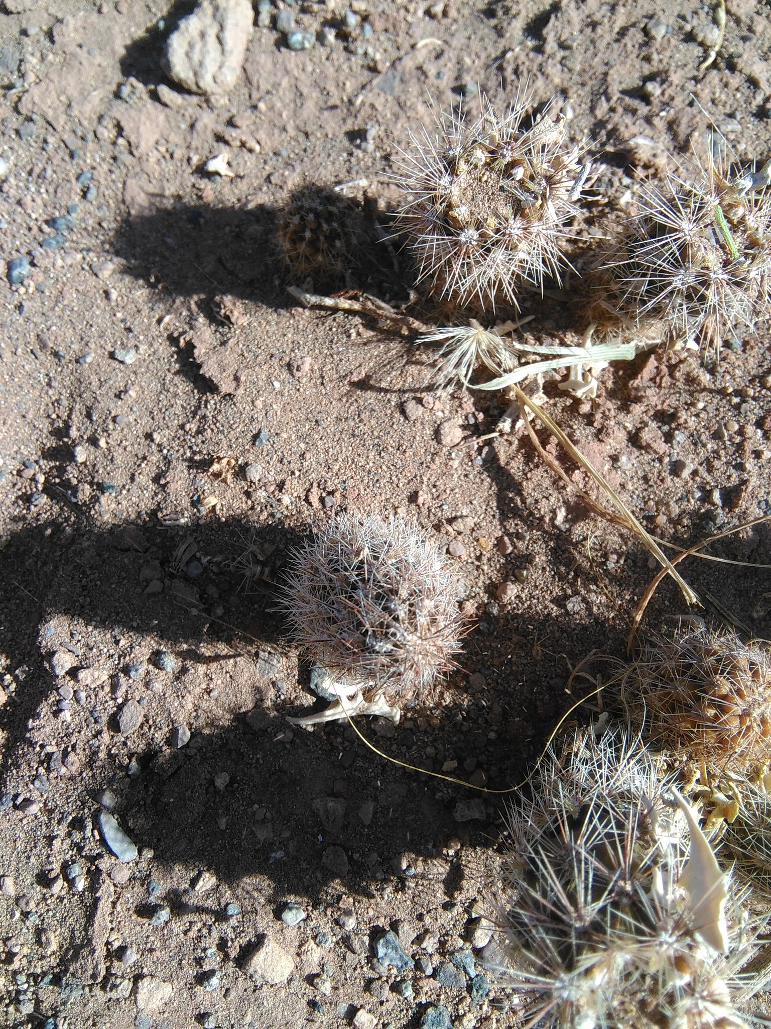 Pterocactus valentini