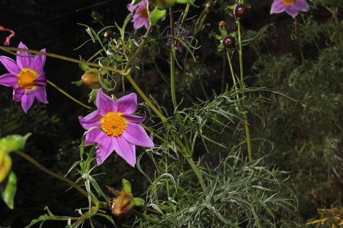 Dahlia rupicola (Dahlia rupicola)