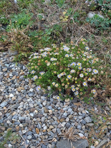 Heteropappus ciliosus observed 2026-09-28