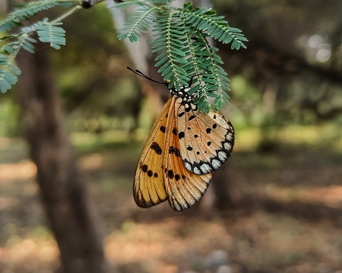 Tawny Coster