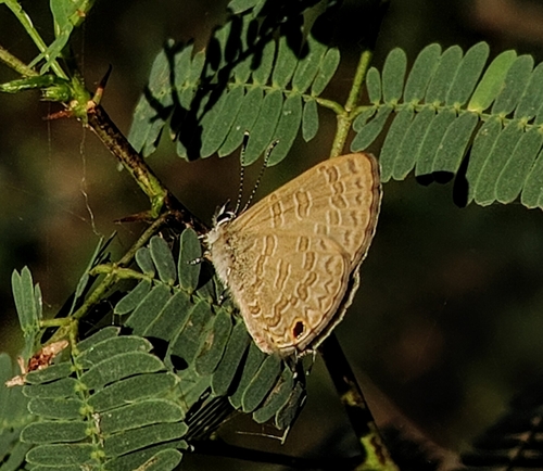 Common Line Blue