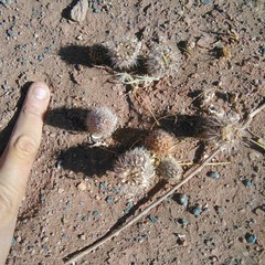 Pterocactus fischeri