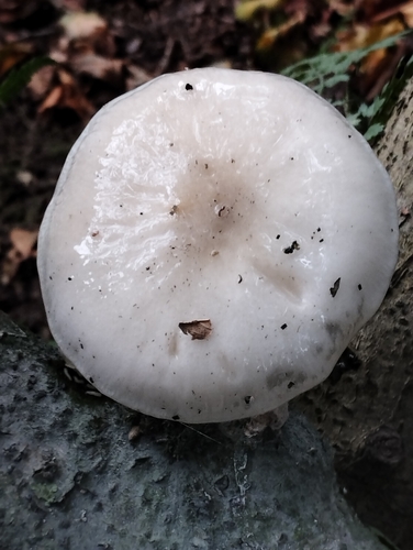 porcelain mushroom