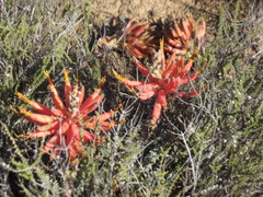 Aloe longistyla