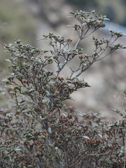 Rhododendron rubropilosum taiwanalpinum
