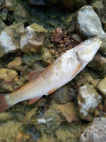 Hornyhead Chub