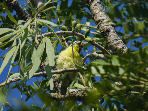 iNaturalist image
