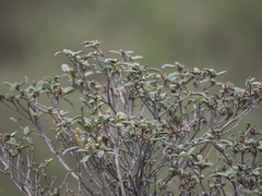 Rhododendron rubropilosum taiwanalpinum
