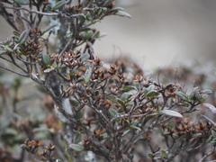 Rhododendron rubropilosum taiwanalpinum