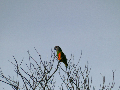 iNaturalist image