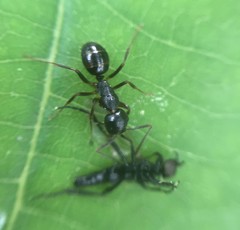 Camponotus nipponensis