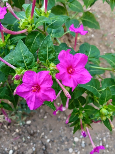 marvel of Peru