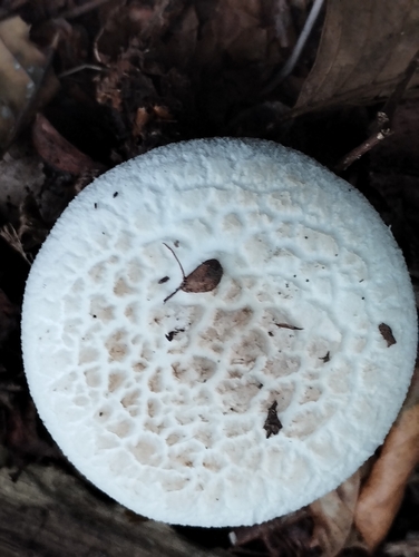 False Death-cap