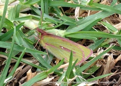 Colias dimera