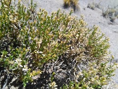 Gutierrezia spathulata