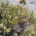 Gutierrezia spathulata - Photo (c) Bruno Alzugaray, μερικά δικαιώματα διατηρούνται (CC BY-NC), uploaded by Bruno Alzugaray
