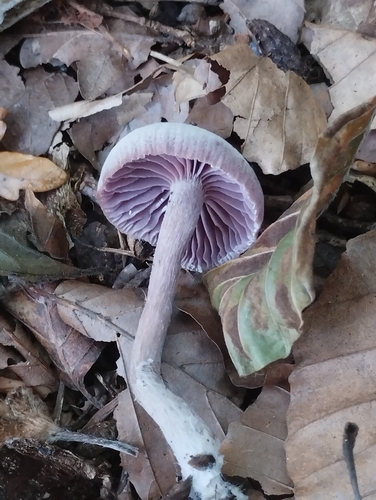 Amethyst Deceiver