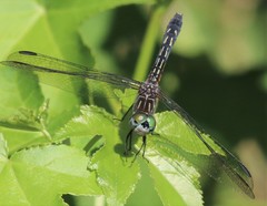 Pachydiplax longipennis image