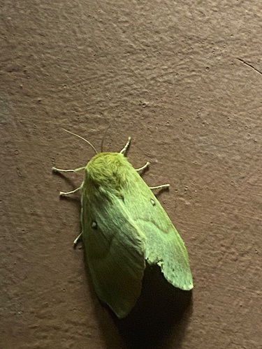 Oak Eggar