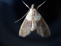Agrotera nemoralis