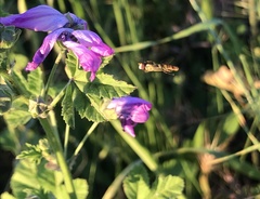 Sphaerophoria scripta