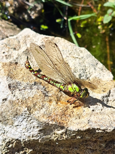 Southern Hawker