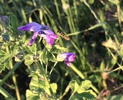 Sphaerophoria scripta