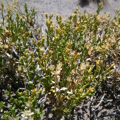 Gutierrezia spathulata