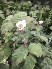 Rubus