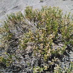 Gutierrezia spathulata