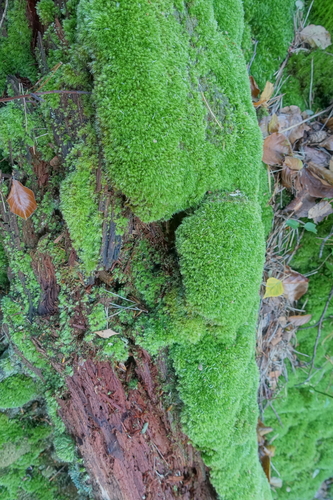 Leucobryum juniperoideum observed 2026-09-27