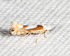 Phyllonorycter fitchella