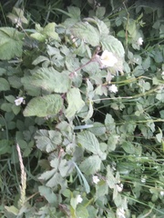 Rubus