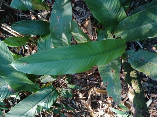 Heliconia acuminata observed 2026-09-28