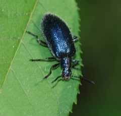 Cerogria janthinipennis