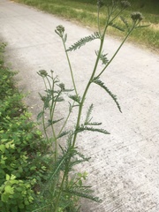 Achillea millefolium