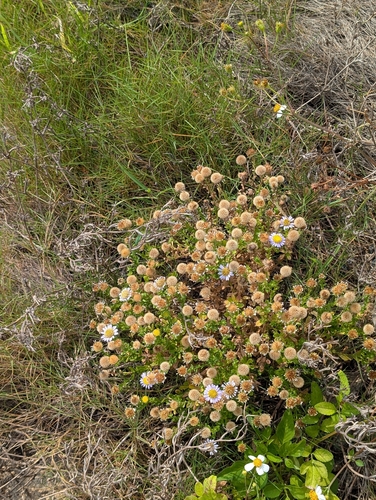 Heteropappus ciliosus observed 2026-09-27