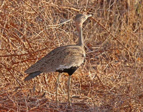 iNaturalist image