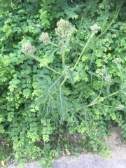 Achillea millefolium
