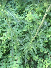 Achillea millefolium