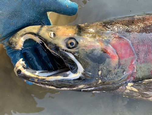 Coho Salmon