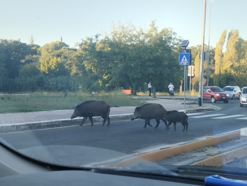 Wild Boar
