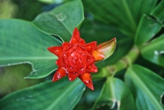 Costus productus