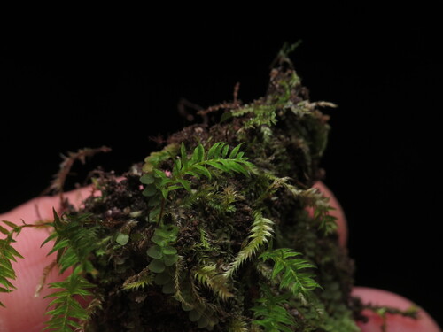 Bartramiopsis lescurii observed 2026-09-19