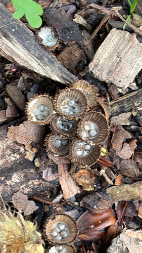 fluted bird's nest fungus