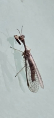 Say's Mantidfly