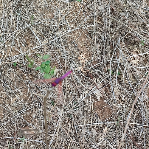 Violet Dropwing