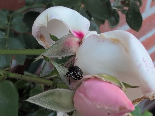 Southern Green Stink Bug