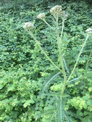 Achillea millefolium