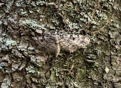 Eupithecia tantillaria